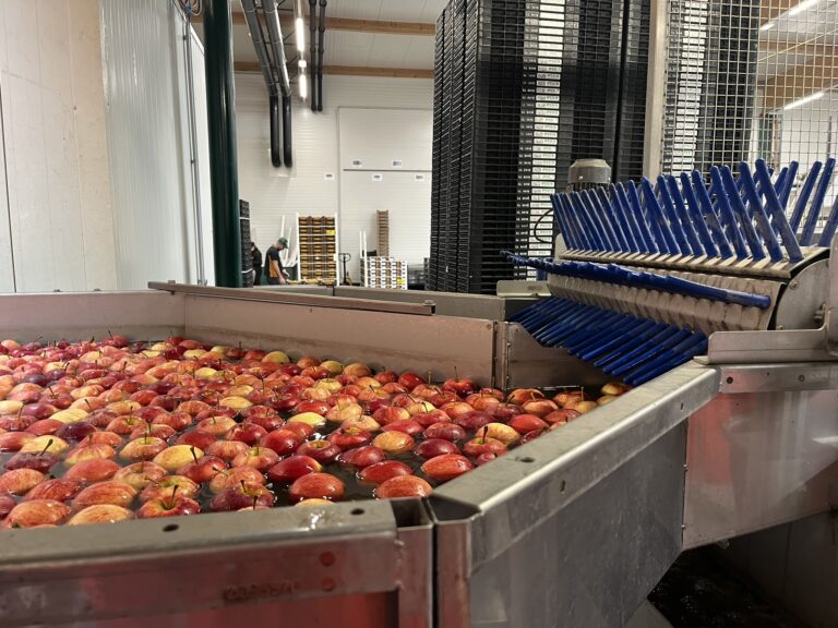 Äpfel in der Waschstraße der Verpackungsanlage