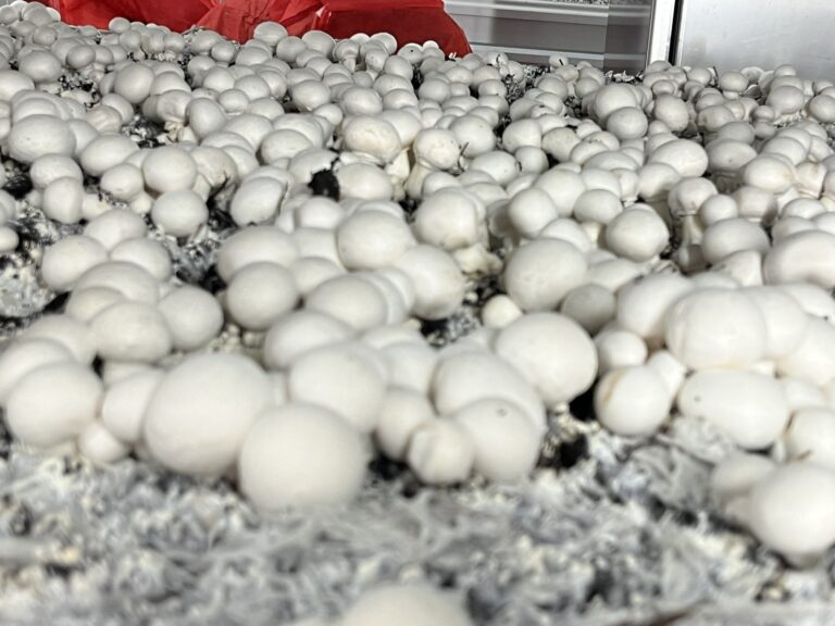 Weiße Bio-Champignons