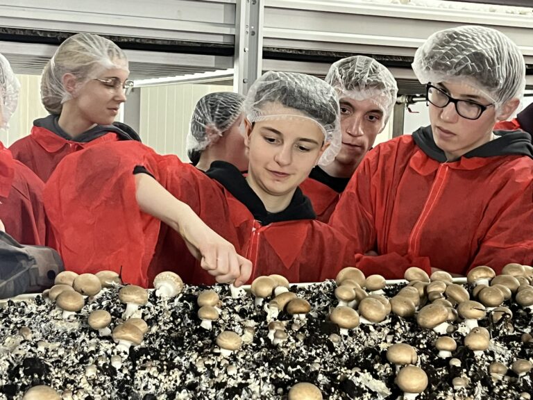 Schülerinnen und Schüler in roten Schutzmänteln und weißen Schutzhauben bei den braunen Bio-Champignons. Ein Schüler darf bei der Champignonernte helfen.